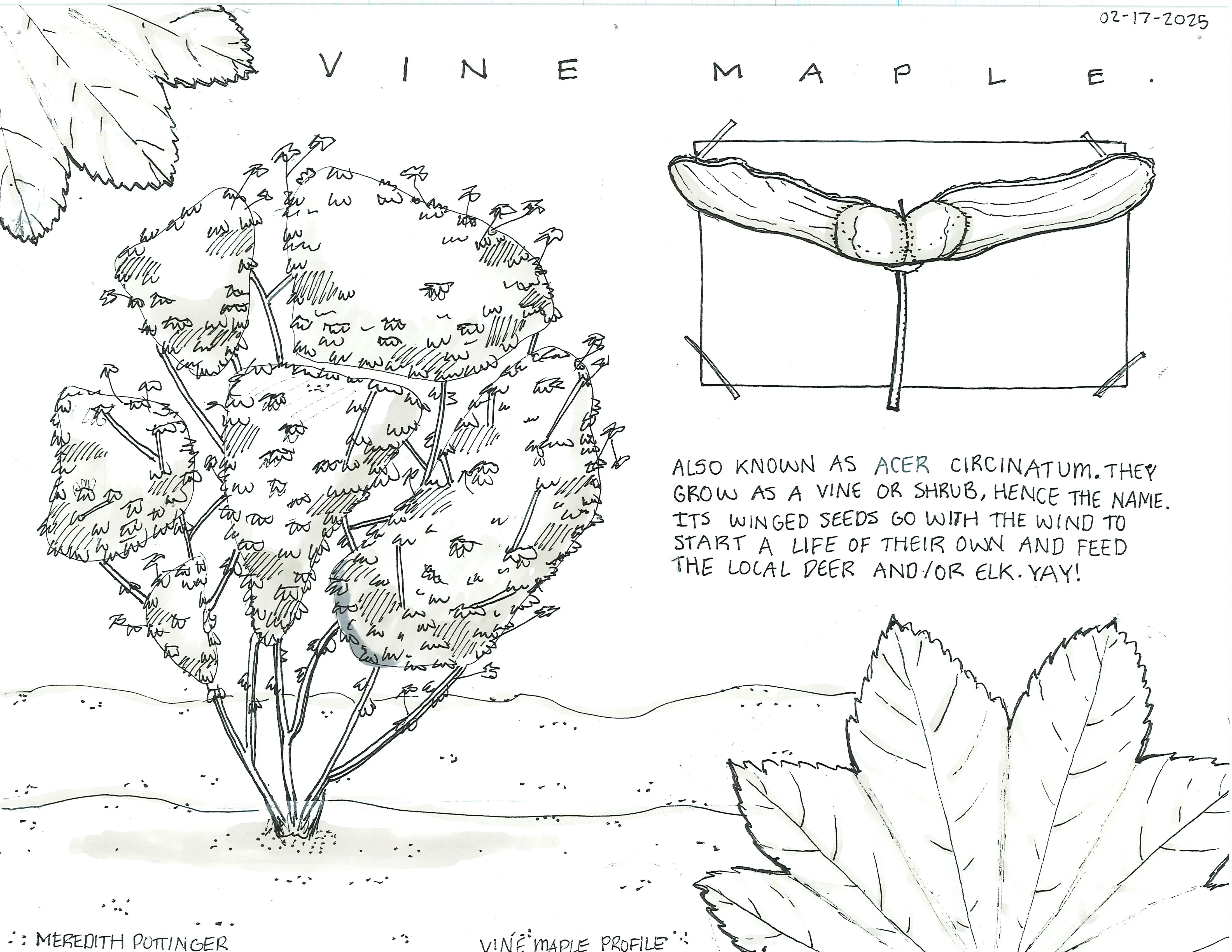 Hand-sketched artwork depicting a vine maple tree and its winged seeds.